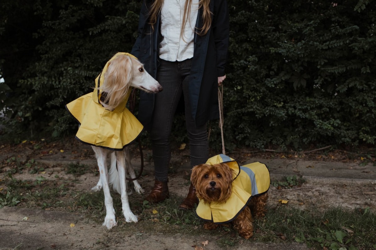 Titelbild zu „Auf den Hund gekommen: Kleidung und Fellpflege für das Haustier“
